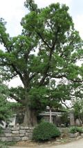 당진 삼월리 회화나무 썸네일 이미지