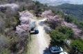 은봉산 벚꽃 축제 썸네일 이미지